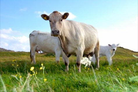 thumb_6576_1123709946116_1628151861_303899_5385236_n_1024