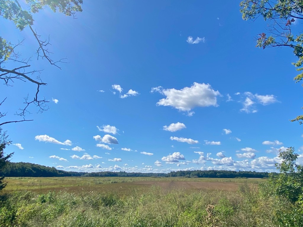 View of salt marsh in summer