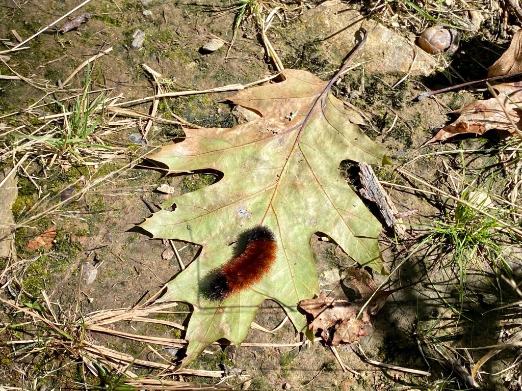 Fuzzy caterpillar