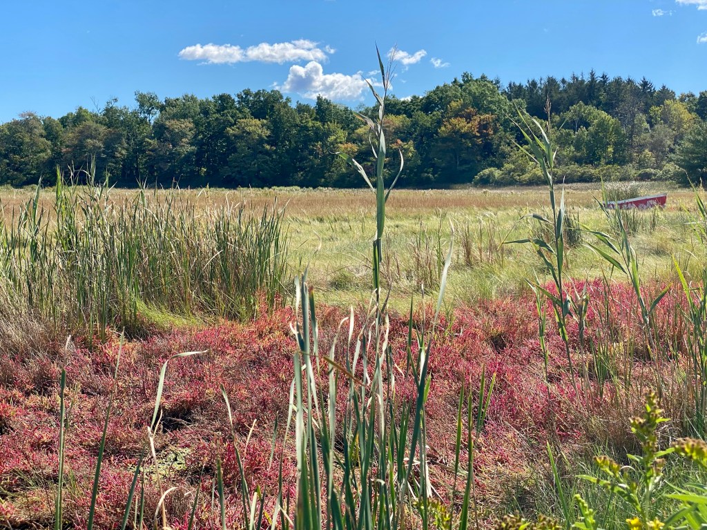 views of abandoned paddle boat in transition from summer to autumn