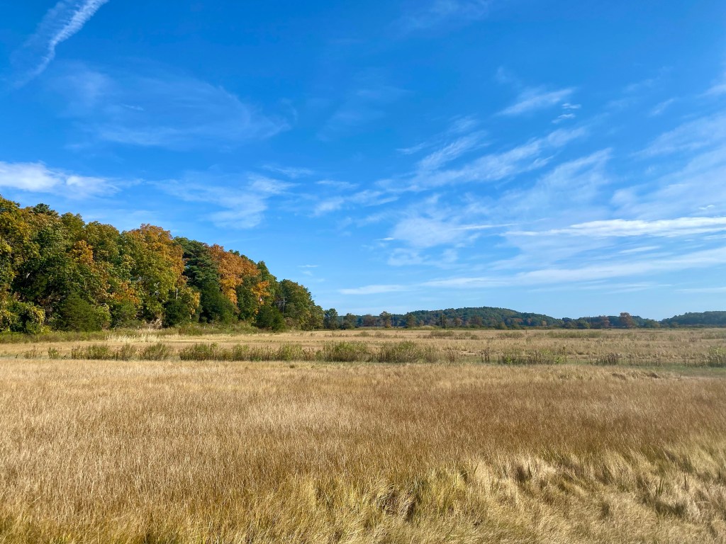 Salt marsh in summer