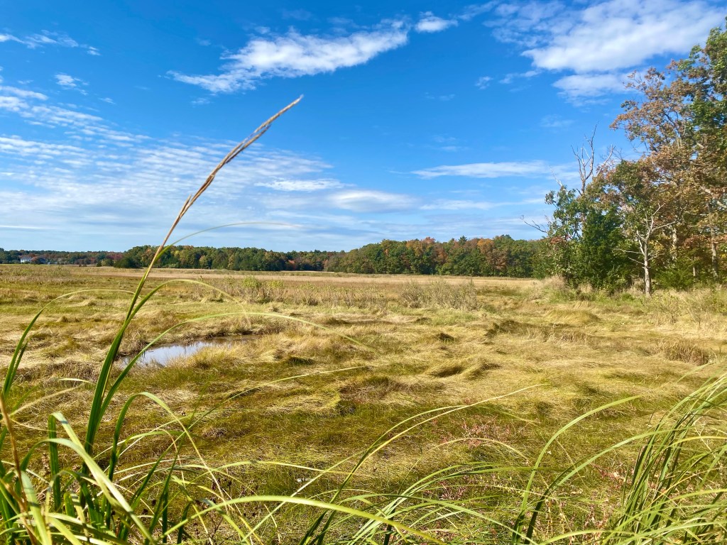 Marsh area in autumn