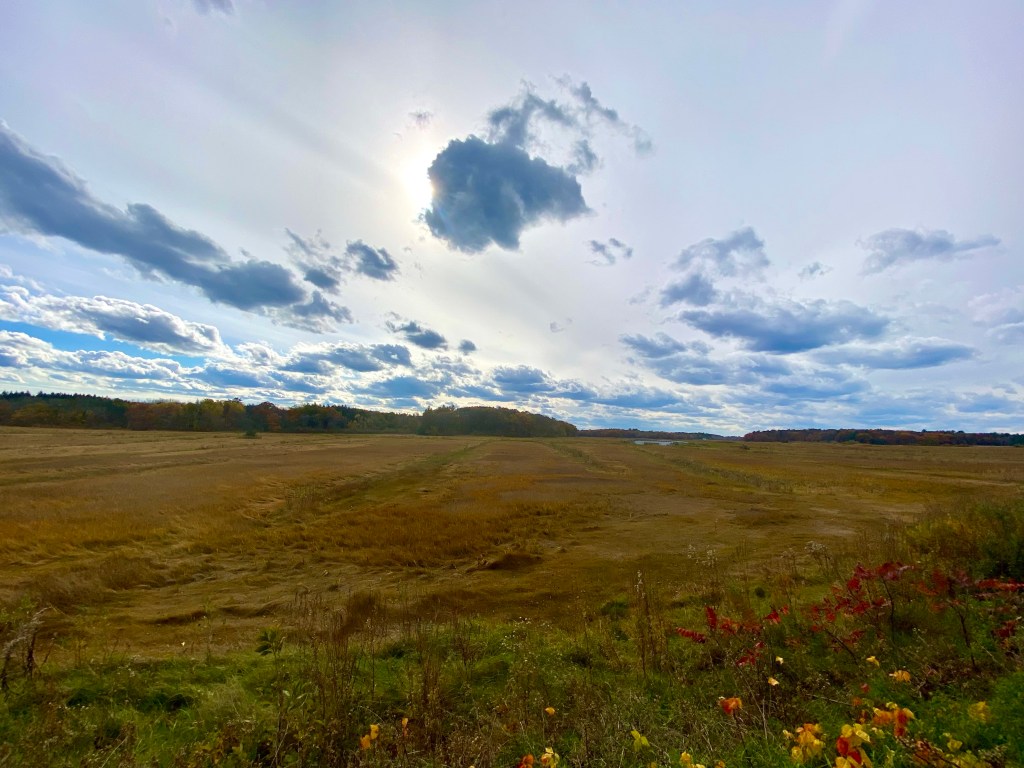 Salt marsh on cloudy day in autumn