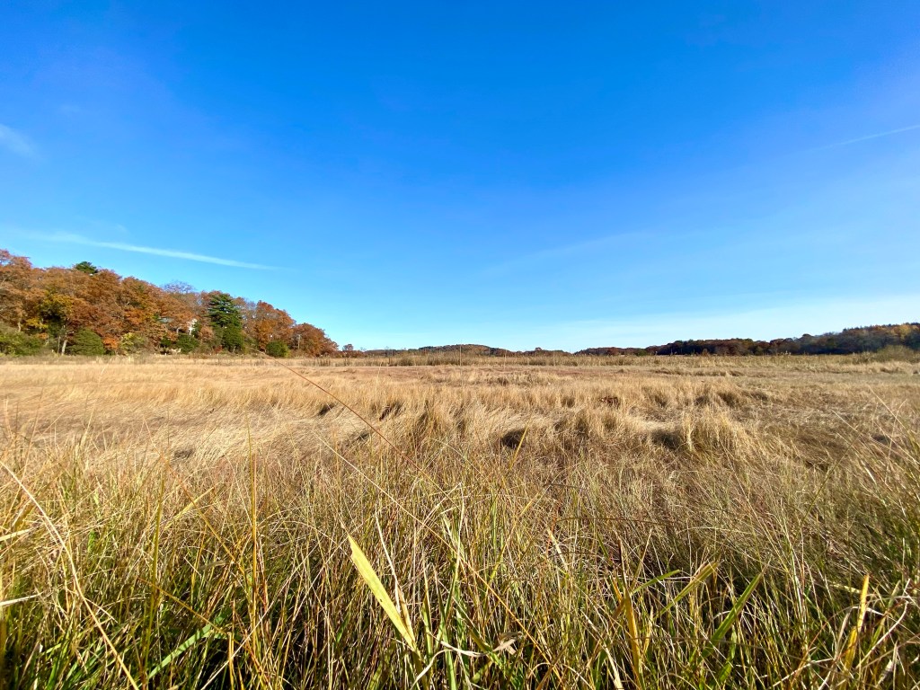 Salt marsh in autumn
