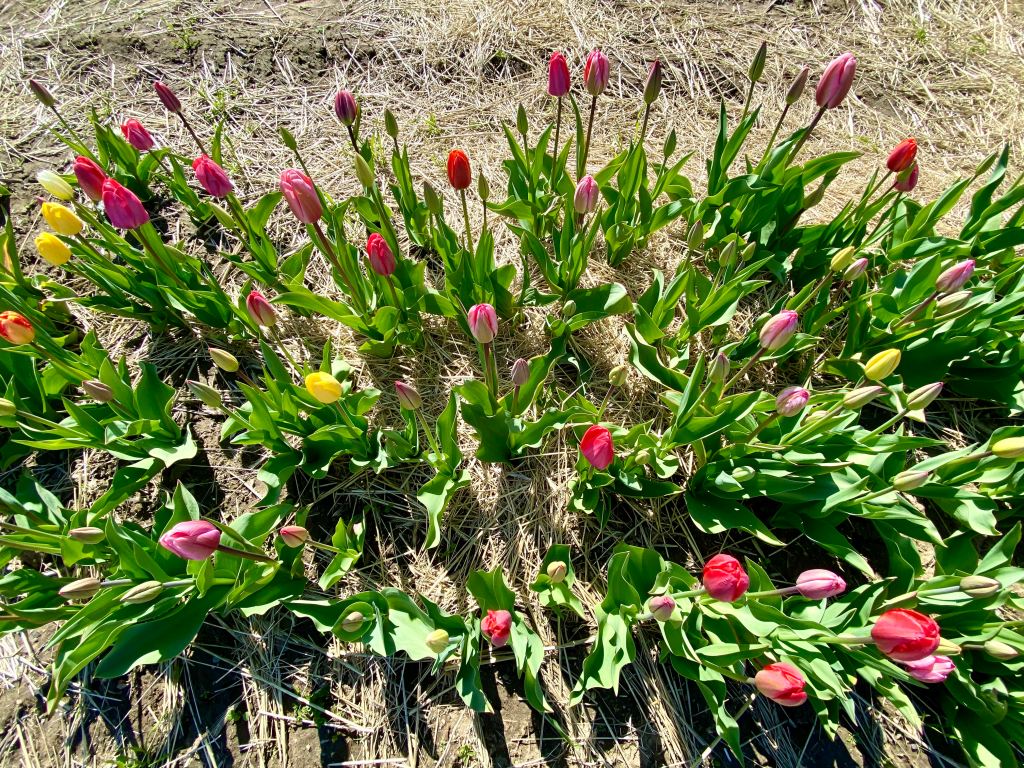 Pink, red and yellow tulips from above