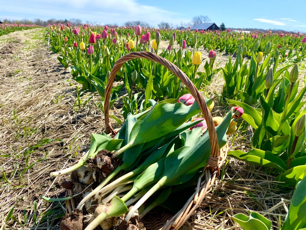 Close up of Woven basket with picked tulips on tulip field, with farm in background