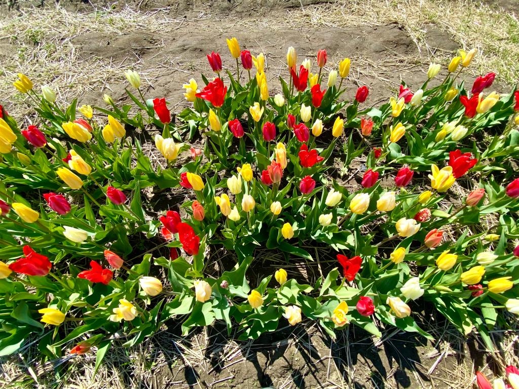 Red, yellow and white tulips from above