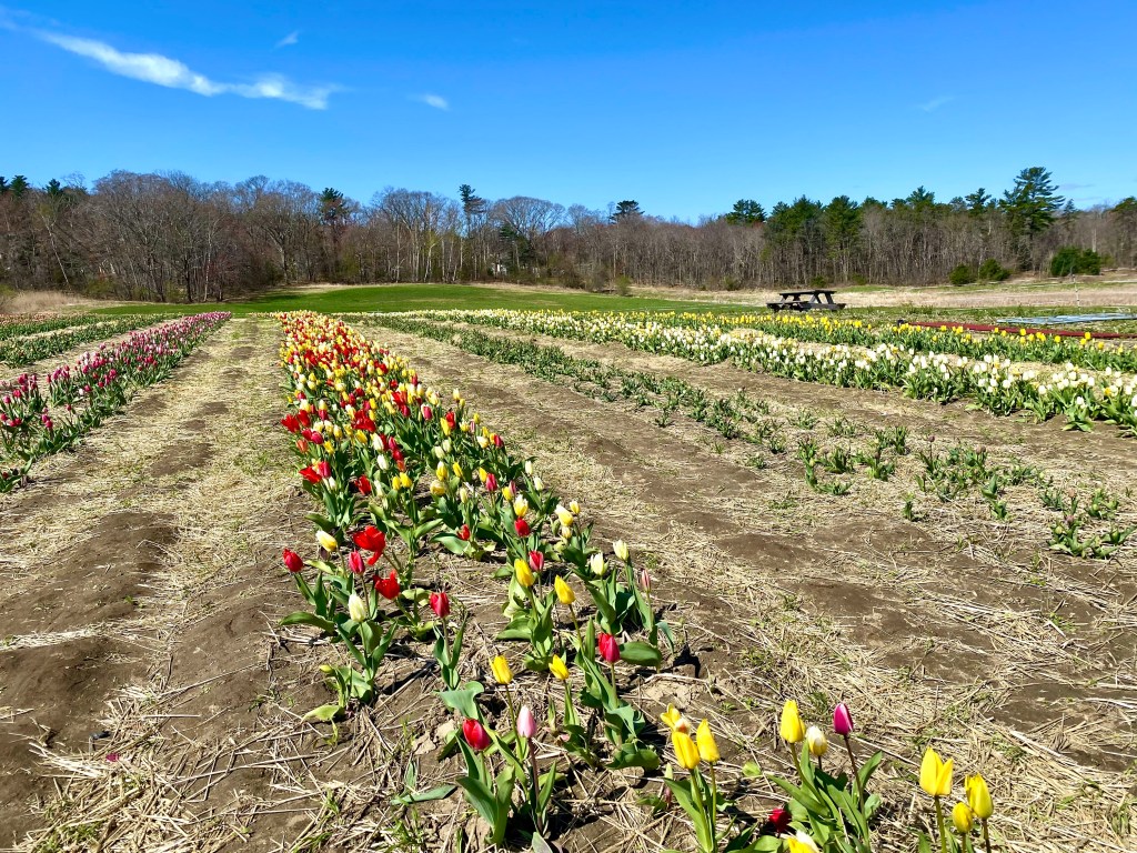 Tip Top Tulips field