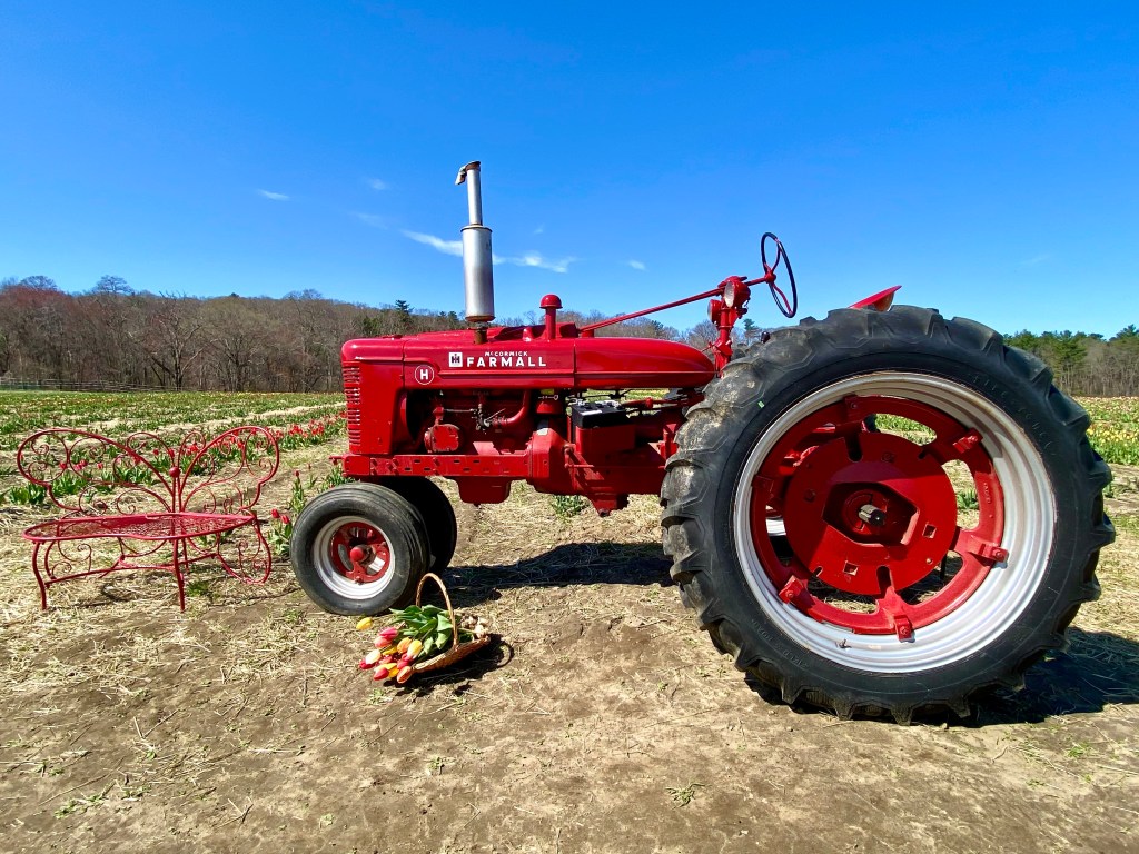 Farmall tractor on the tulip field