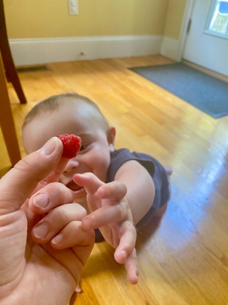 Baby reaching for a raspberry